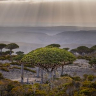 Picture of Socotra Island – Ladies only