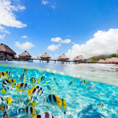 Picture of Snorkel with humpback whales in French Polynesia – Ladies only