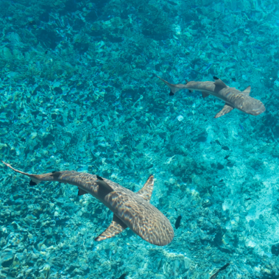 Picture of Snorkel with humpback whales in French Polynesia – Ladies only