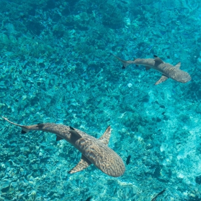 Picture of French Polynesia – Ladies only