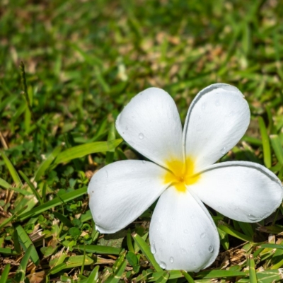Picture of French Polynesia – Ladies only
